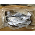 IQF Big Size Frozen Bonito Fish